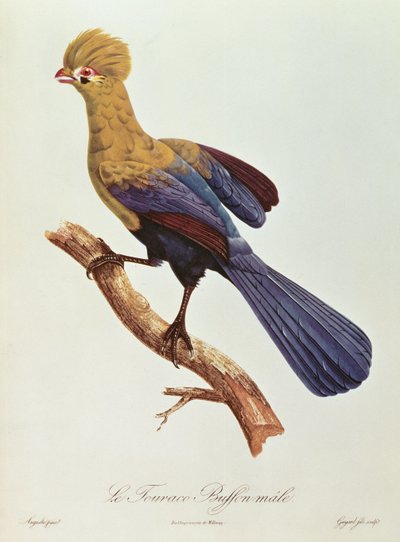 Touraco de Buffon - Jacques Barraband